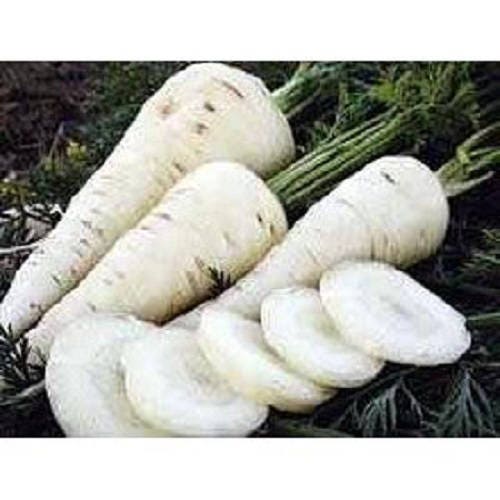 300 LUNAR WHITE CARROT Daucus Carota Vegetable Seeds