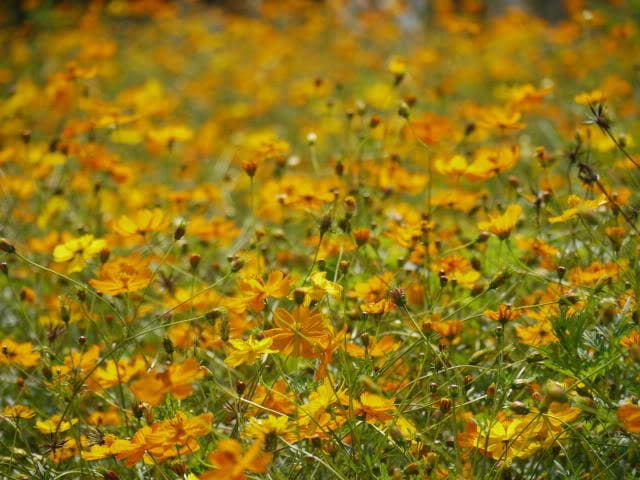 300 YELLOW SULPHUR COSMOS Bipinnatus Flower Seeds