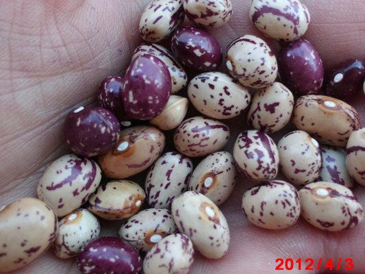 50 CRANBERRY BEAN French HORTICULTURE Bortolli Roman Phaseolus Vegetable Seeds