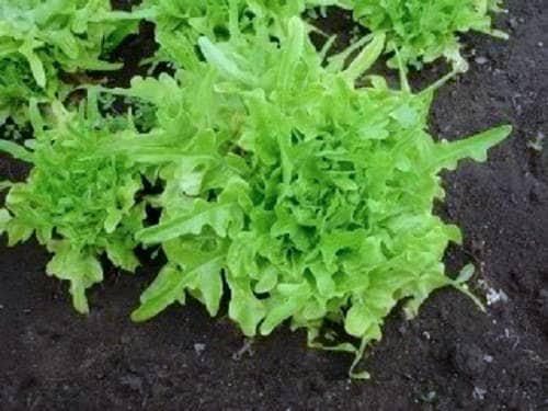 3000 OAK LEAF LETTUCE Lactuca Sativa Vegetable Seeds
