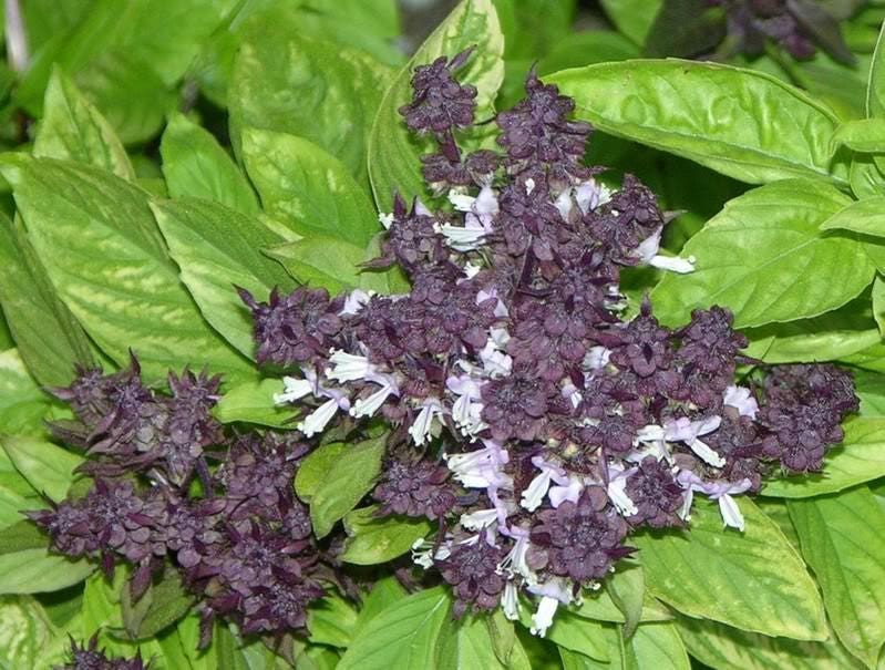 250 SIAM QUEEN Thai BASIL Ocimum Thyrsiflora Herb Flower Seeds