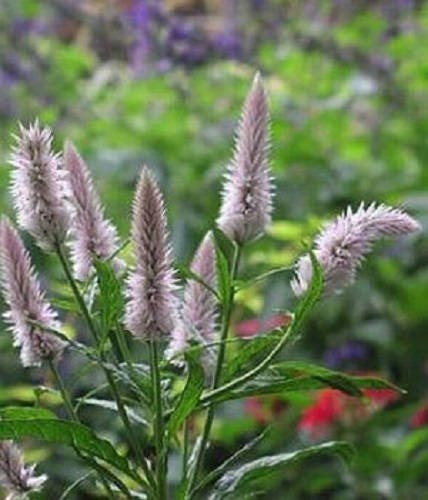 100 FLAMINGO FEATHER Wheat CELOSIA Spicata Pink & White Flower Seeds