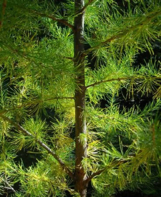 25 EUROPEAN LARCH TREE Pine Pinetree Evergreen Larix Decidua Seeds