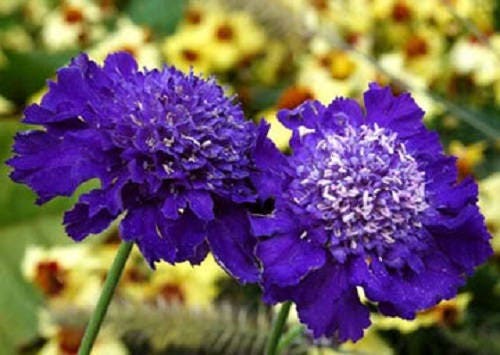50 FINEST MIXED Colors SCABIOSA (Mourning Bride / Pin Cushion) Scabiosa Atropurpurea Flower Seeds