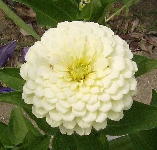 250 White POLAR BEAR ZINNIA Elegans Flower Seeds