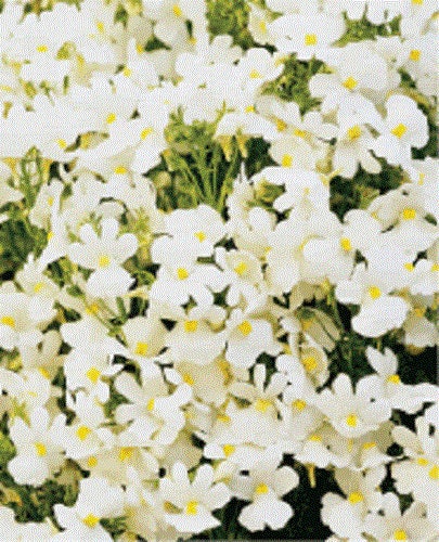 50 WHITE KNIGHT NEMESIA Strumosa Flower Seeds