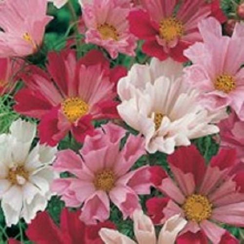 200 COSMOS SEASHELLS Cosmos Bipinnatus Sea Shells Flower Seeds