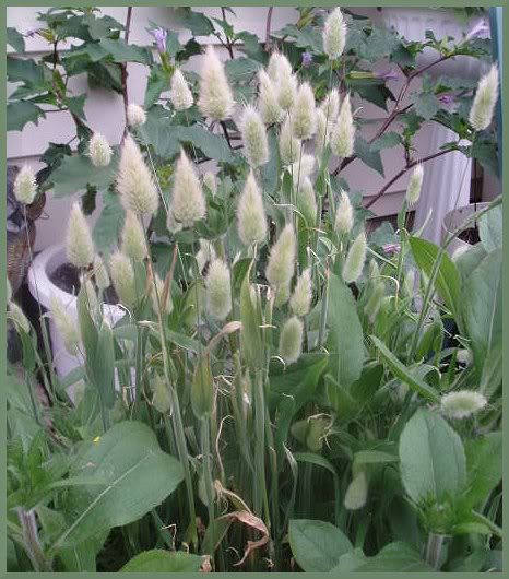 100 BUNNY TAILS GRASS (Hares Tail) Ornamental Lagurus Ovatus Seeds