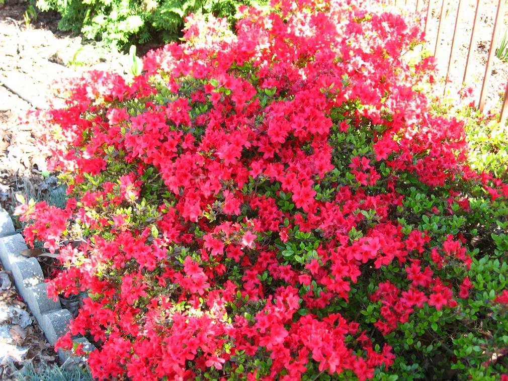 10 RED CUMBERLAND AZALEA Rhododendron Cumberlandense Bush Shrub Flower Seeds