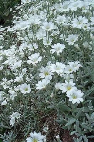 1500 SNOW IN SUMMER (Chickweed) Cerastium Biebersteinii Flower Seeds