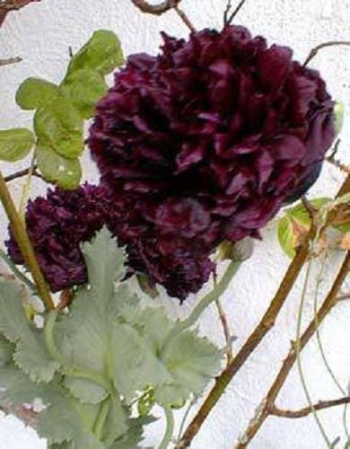 250 BLACK PEONY POPPY Papaver Peoniflorum Flower Seeds