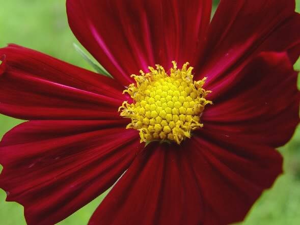 300 RED COSMOS DAZZLER Cosmos Bipinnatus Flower Seeds