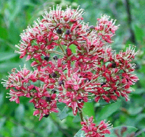 20 Common HENNA Mehandi Dye Plant Lawsonia Inermis Tattoo Flower Tree Seeds