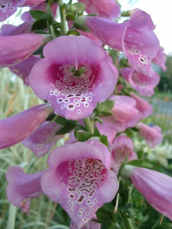1000 PINK FOXGLOVE Digiitalis Purpurea Flower Seeds