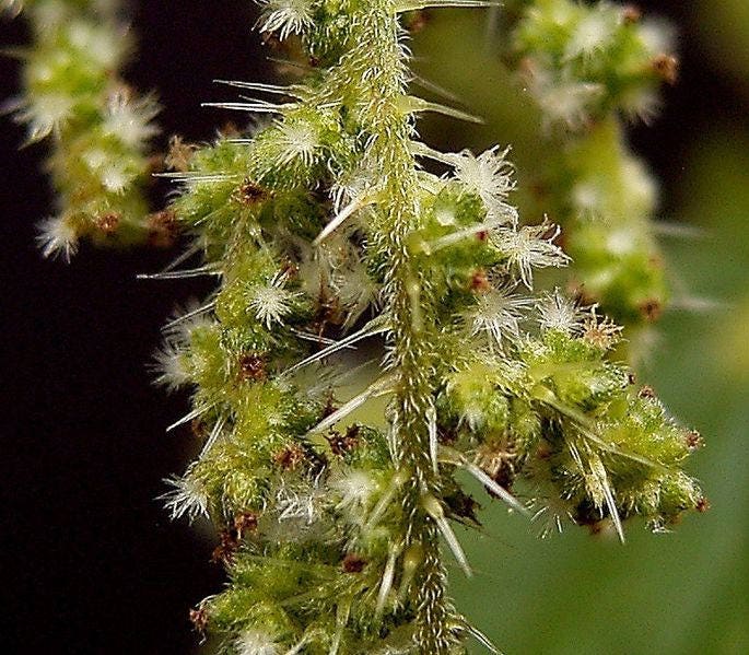 200 STINGING NETTLE Urtica Dioica (aka Common, California, or Bull Nettle / Tread Softly) Flower Seeds