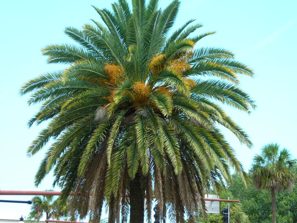 販売の値下げ カナリーヤシ Phoenix Canariensis | www.cvsreifen.de