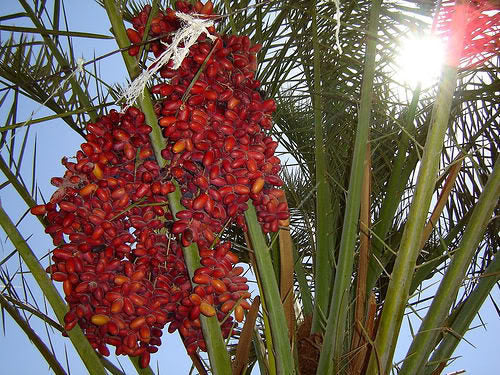 10 CANARY ISLAND Date PALM Phoenix Canariensis Tree Seeds