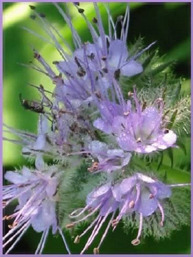 300 PURPLE TANSY Lacy Fiddleneck Phacelia Tanacetifolia Flower Seeds