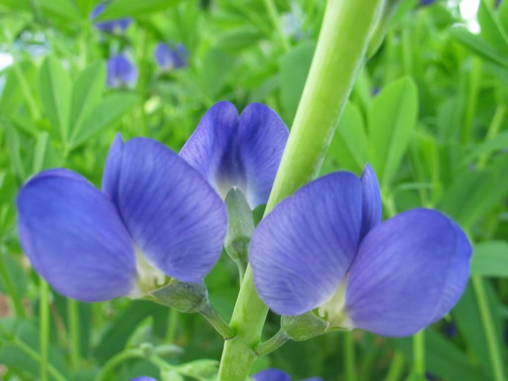 50 BLUE WILD INDIGO (False Indigo) Baptisia Australis Flower Seeds