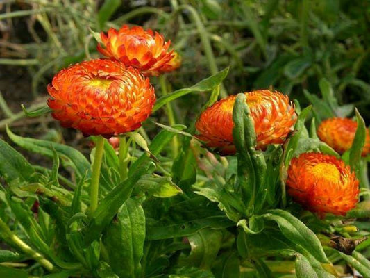 100 ORANGE DOUBLE STRAWFLOWER Helichrysum Monstrosum Flower Seeds
