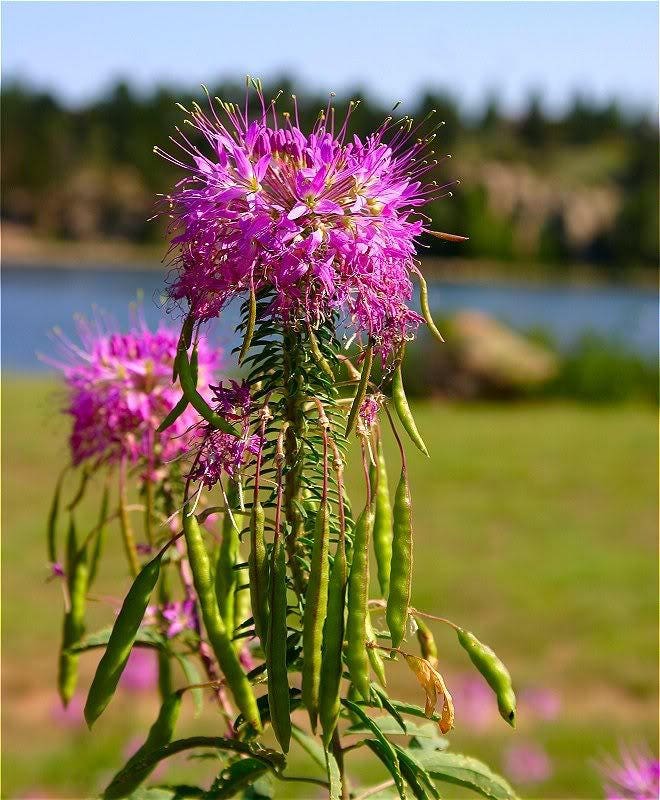 100 Rocky Mountain BEE PLANT Cleome Serrulata Flower Seeds