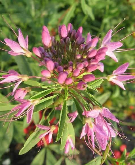 100 Rocky Mountain BEE PLANT Cleome Serrulata Flower Seeds