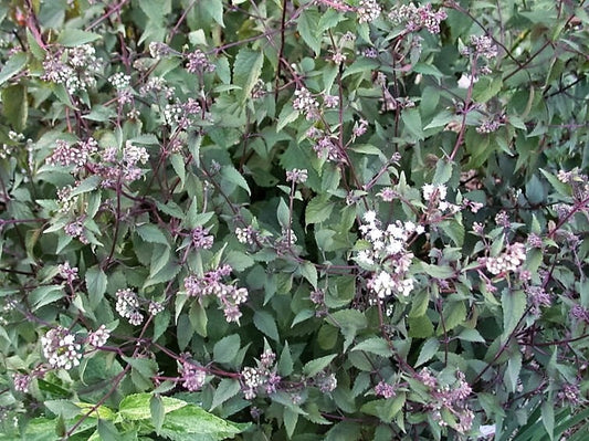 50 CHOCOLATE Joe PYE WEED Eupatorium Rugosum Flower Seeds