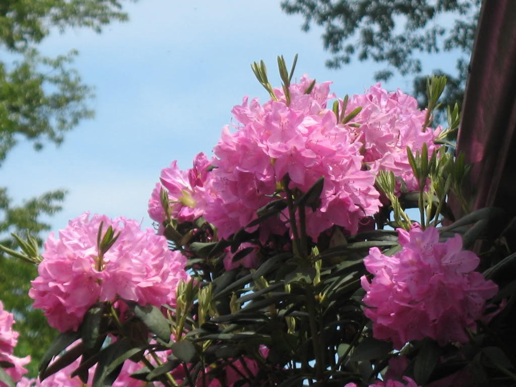 50 Rosebay RHODODENDRON Maximum White Pink Laurel Bush Shrub Flower Seeds
