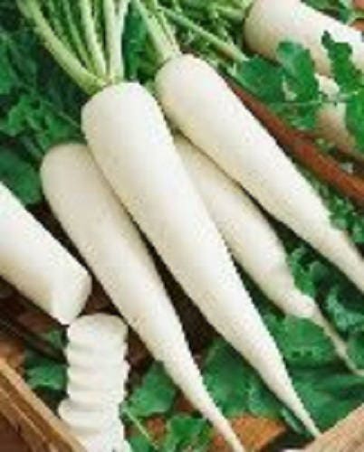 1250 WHITE ICICLE RADISH Raphanus Sativus Vegetable Seeds