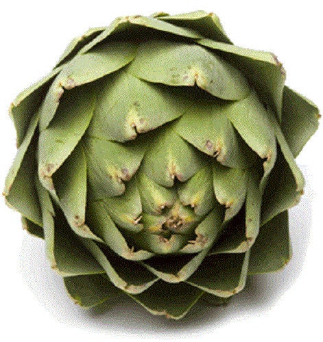 75 GREEN GLOBE ARTICHOKE Cynara Scolymus Vegetable Seeds