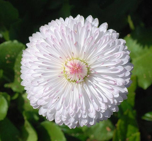 500 Dwarf WHITE ENGLISH DAISY Bellis Perennis Flower Seeds