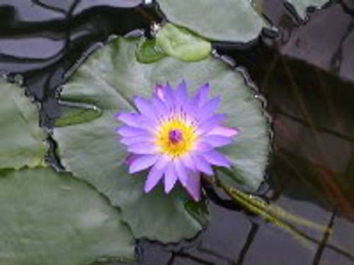 10 PURPLE WATER LILY Pad Nymphaea Sp Pond Lotus Flower Seeds