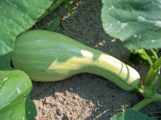 30 Green Striped CUSHAW SQUASH PUMPKIN (Tennessee Sweet Potato Squash) Cucurbita Mixta Vegetable Seeds