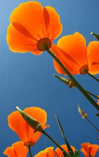 1000 ORANGE CALIFORNIA POPPY Eschscholzia Californica Flower Seeds