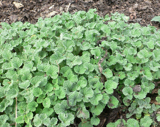 100 White HOREHOUND Marrubium Vulgare Herb Flower Seeds