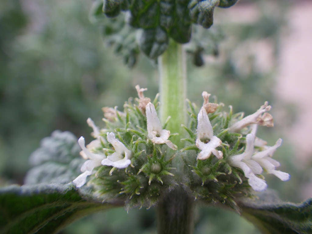 100 White HOREHOUND Marrubium Vulgare Herb Flower Seeds