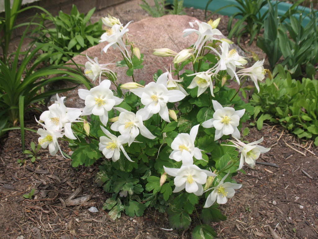 25 CRYSTAL STAR White COLUMBINE Aquilegia Caerulea Flower Seeds
