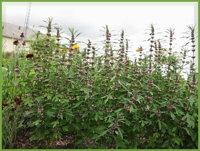 50 MOTHERWORT (Lions Tail / Heartwort) Leonurus Cardiaca Herb Flower Seeds