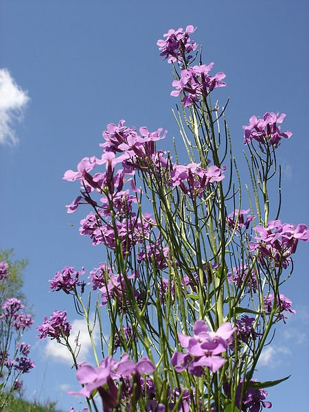 1500 DAMES ROCKET (Danask Violet) Hesperis Matronalis Dame's Purple Flower Seeds