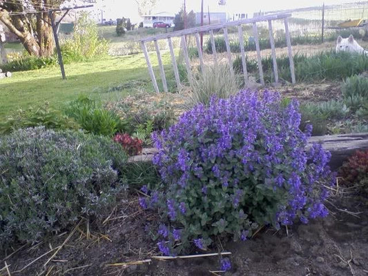 50 PERSIAN CATMINT Mussins Nepeta Racemosa Flower Seeds