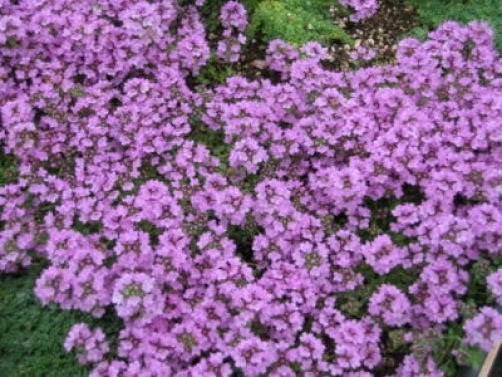 1000 THYME Common, English, German, French, Garden, or Winter Thymus Vulgaris Herb Flower Seeds