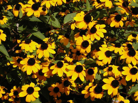 500 BROWN EYED SUSAN Rudbeckia Triloba Flower Seeds