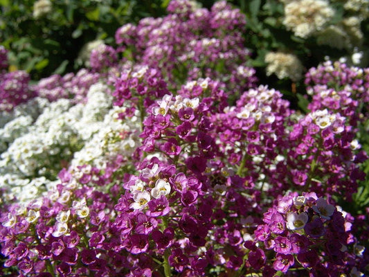 500 Sweet ALYSSUM ROYAL CARPET Lobularia Maritima Flower Seeds