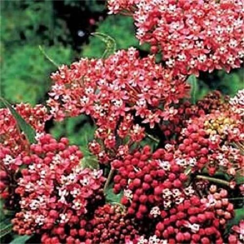 20 CINDERELLA MILKWEED Asclepias Incarnata Flower Seeds