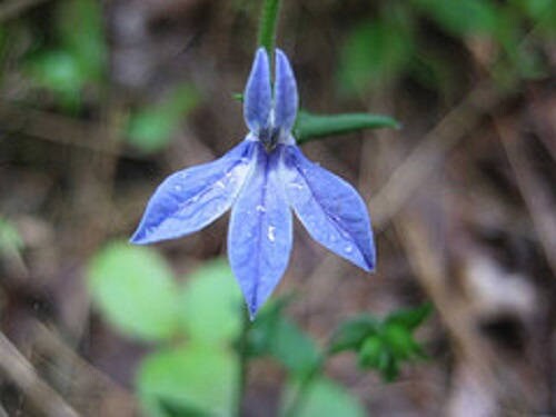 250 Blue INDIAN TOBACCO (Indian Lobelia) Lobelia Inflata Flower Seeds