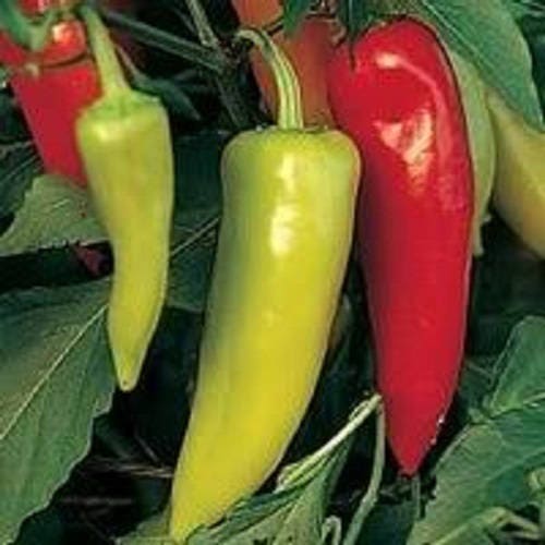 300 HUNGARIAN HOT Wax PEPPER (Hot Banana Pepper) Capsicum Annuum Vegetable Seeds