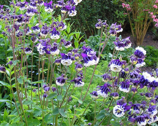 100 MIXED EUROPEAN COLUMBINE Aquilegia Flower Seeds