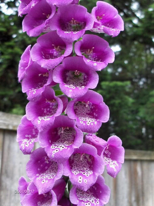 1000 PURPLE FOXGLOVE Digitalis Purpurea Flower Seeds