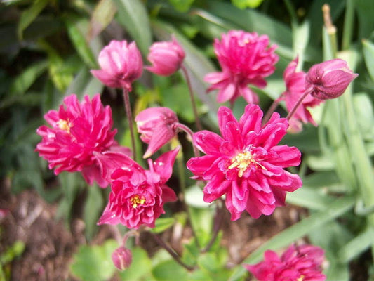 50 Clementine RED DOUBLE COLUMBINE Aquilegia Vulgaris Flower Seeds