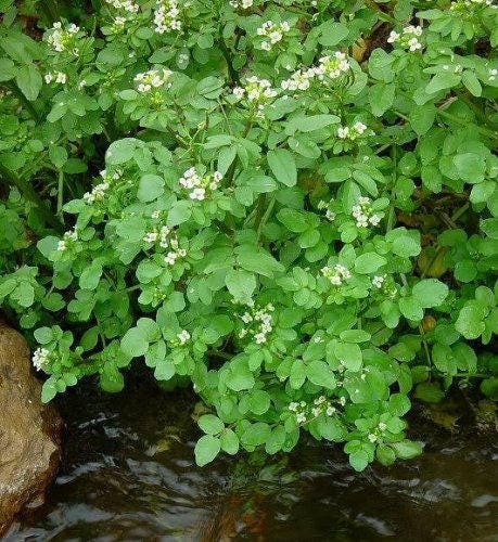 1000 Fine Curled PEPPERGRASS / PEPPERCRESS / WATERCRESS Lepidium Sativum Greens Sprouts Vegetable Sprouting Seeds